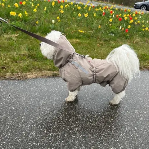 Smart hunde regnjakke med matchende snor i flot khaki farve