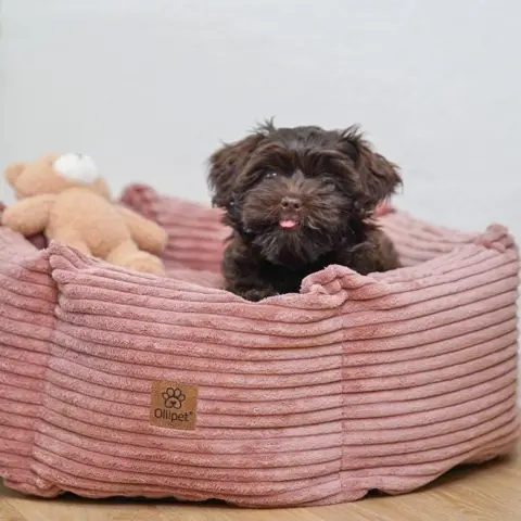 Carla på 12 uger i str 50 x 50. Carla er en bladning mellem en havanneser, puddel og Shih tzu.
