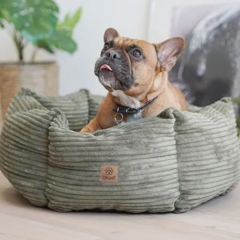 Hundekurven Six Stars i farven Oliven Grøn med hunden Peanut str 60x60 cm