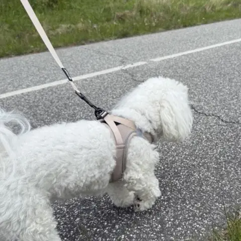 Ollipet for Wagging Tails hundesnor og hundesele ses her i flot khaki farve. Sally er en Coton de Tulear og bruger str S