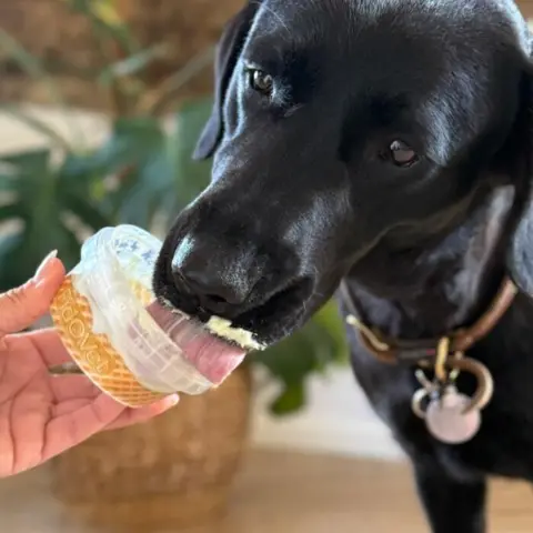 Den lækre og creme yogurt vil din hund med sikkerhed nyde