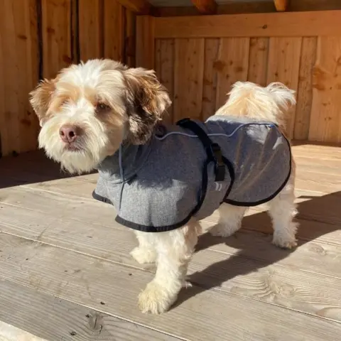 Back on track BARK softshell jakken holder hunden varm på gåturen