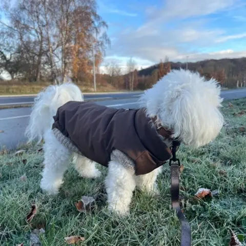 Stilfuldt og praktisk vintersæt til den modebevidste hund