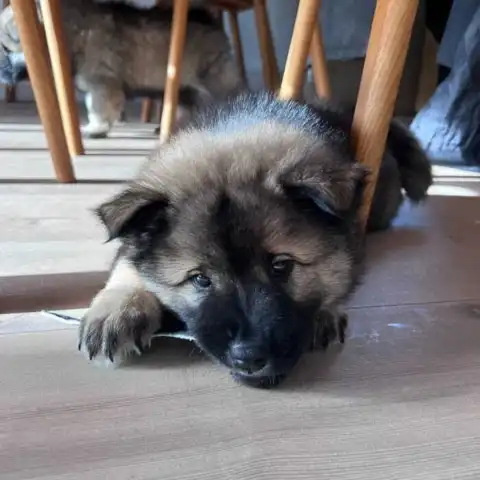 Eurasier hvalp tygger i en Oksestrimmel str. XS