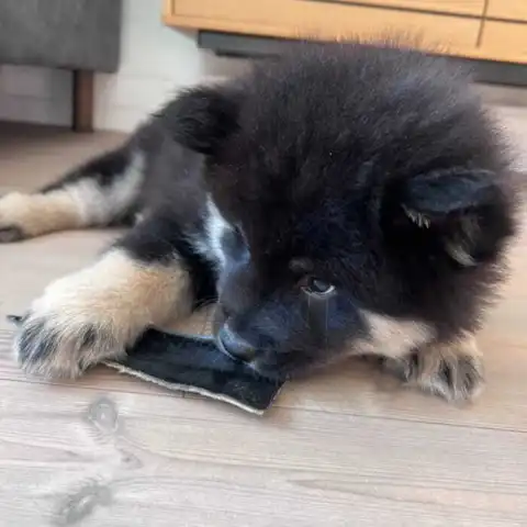 Eurasier hvalp tygger i en Oksestrimmel str. S