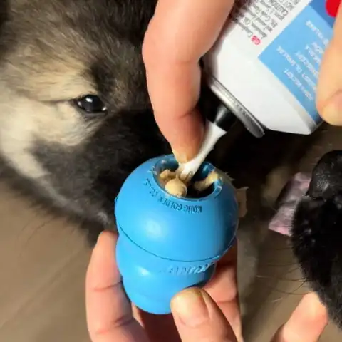 Fyld din hvalps KONG Puppy Legetøj med lækker lever pasta