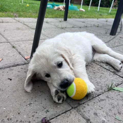 Golden Retriever leger med en af de 3 bolde