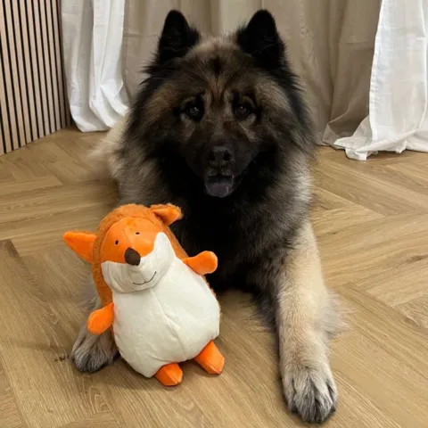 TOY Pensa Ræv er sjov både for store og små hunde