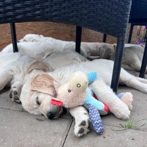 En træt hundehvalp sover med sin yndlingsbamse