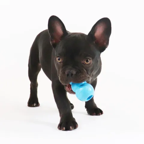 KONG Puppy I small hvalpelegetøj