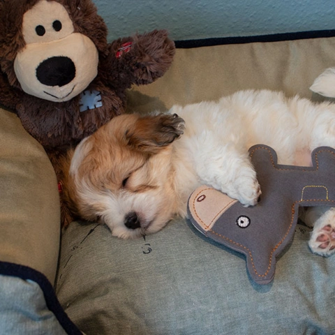 Wild knots Bears | List hundesofa | Wonkey Donkey