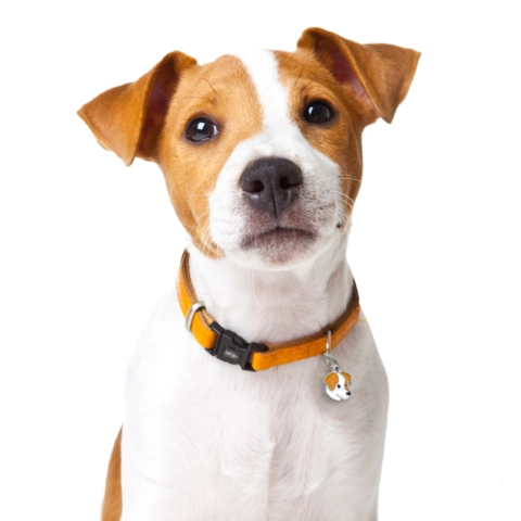 My Family | Hundetegn Jack Russell