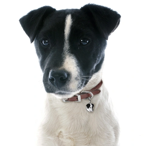 My Family | Hundetegn Jack Russell