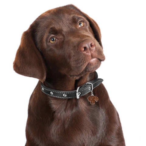 My Family | Hundetegn Labrador