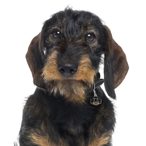 My Family | Hundetegn Ruhåret gravhund
