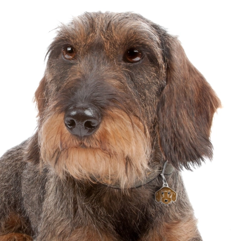 My Family | Hundetegn Ruhåret gravhund