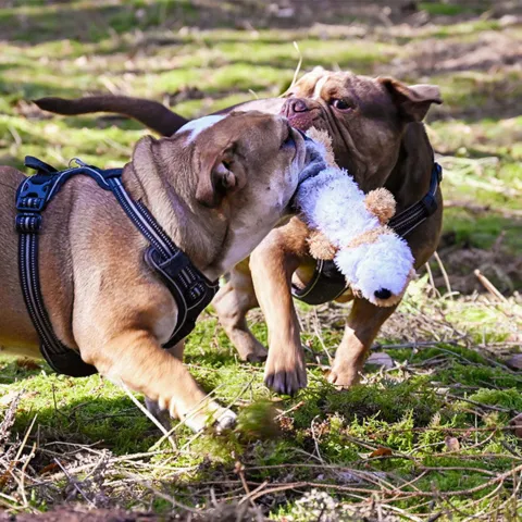 KONG Scrunch Knots dyr | Melvin og Maggie er vilde med dem