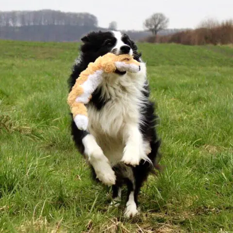 KONG Scrunch Knots dyr | Ræv