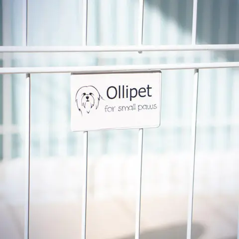 Ollipet hvalpegård | Hvid