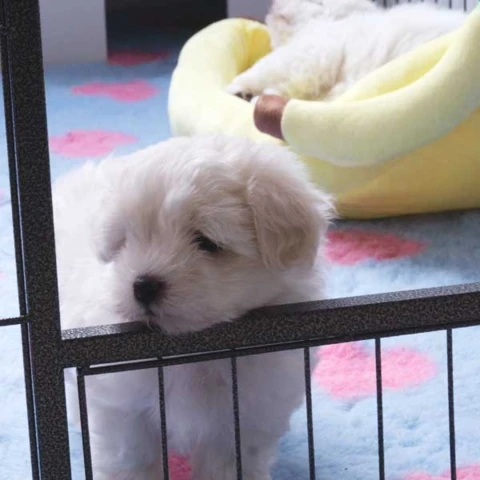 Ollipet hvalpegård i kraftig hammerlak | coton de tulear hvalp | højde ved åben låge