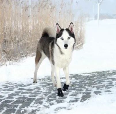 Walker Active Protective boots | hundestøvler 2 stk.