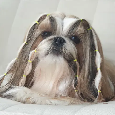 Lainee Wrap elastik på smuk Shih Tzu Neva