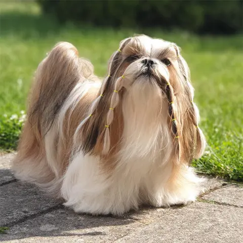 Lainee Wrap elastik på smuk Shih Tzu Neva