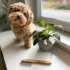 Ollipet Exclusive Rullekam & Kenzo