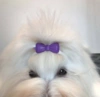 Rainbow Topsløjfe | Hund med sløjfe