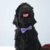 Lilla butterfly til hunde | Labradoodle