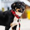 Hundehalsbånd i rød