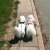 Ollipet Dobbelt Refleks Hundesnor til 2 hunde