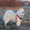 True Love Step in sele | Sort/Pink | Samoyed Aya