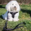 True Love Step in sele | Sort/Rød |
Sally Coton De Tulear