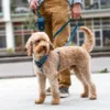 Hundeselen er god til gåture og hundetræning