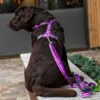Dog Comfort Walk air hundesele til labrador