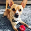 KONG Signature Balls