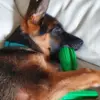 Dog Toothbrush stick | Grøn