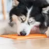 LickiMat Buddy | Aktivitetsmåtte