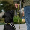 Labradoren har hundesnoren i str. L