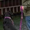 En glad labrador med sin Urban Freestyle hundesnor