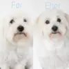 Coton de Tulear klippet med Rosella no.2 groomingsaks.
