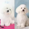 Coton de Tulear klippet med Rosella no.2 efillérsaks.