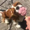 Smoofl Hundeis | Jordbærmix | mynte.and.aicha