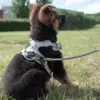 True Love Explosion Proof | Hundesele → Str Small til Schæferhvalp 9 uger