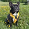 DOG Copenhagen Comfort Walk Pro hundesele