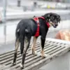 hundesele må der er perfekt til hunde der bor inde midt i byen.