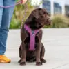 Lilla hundesele er super flot på en labrador.