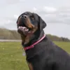 Rundsyet læder halsbånd | WauDog |
