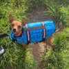Redningsvest | små hunde | Blå | Ronja